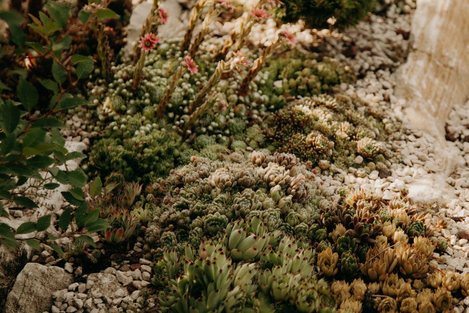 Drought-Tolerant & Water-Wise Landscaping in Fresno & Clovis — Longhorn Landscapes, Fresno & Clovis, CA
