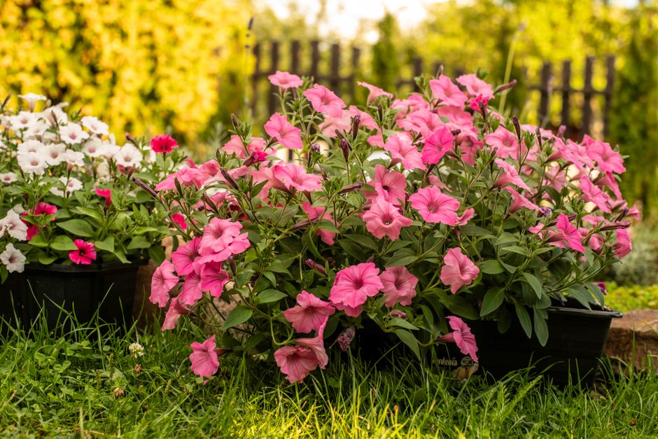 Landscape Design & Installation in Fresno & Clovis, CA — Longhorn Landscapes, Fresno & Clovis, CA