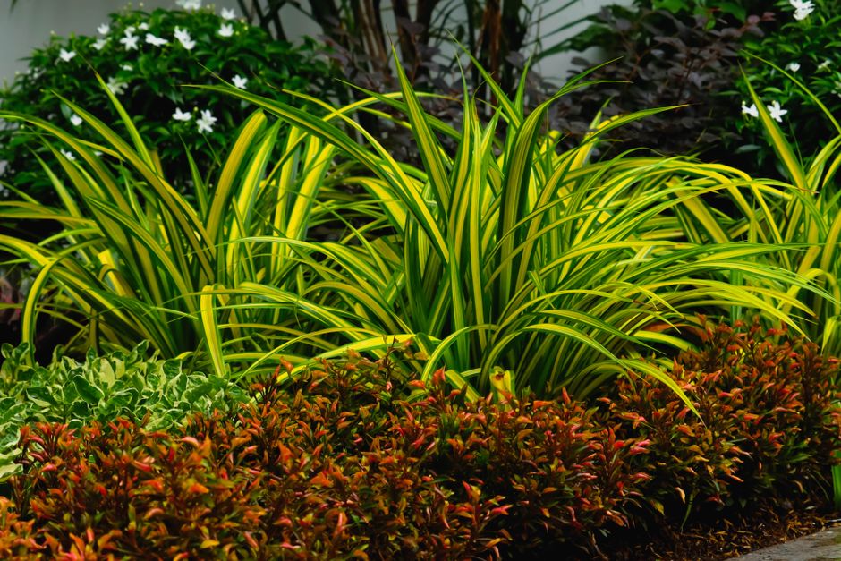Landscape Design in Madera, CA — Longhorn Landscapes, Fresno & Clovis, CA
