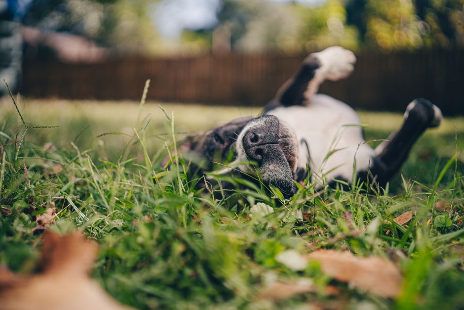 Pet-Friendly Artificial Turf in Fresno & Clovis — Longhorn Landscapes, Fresno & Clovis, CA