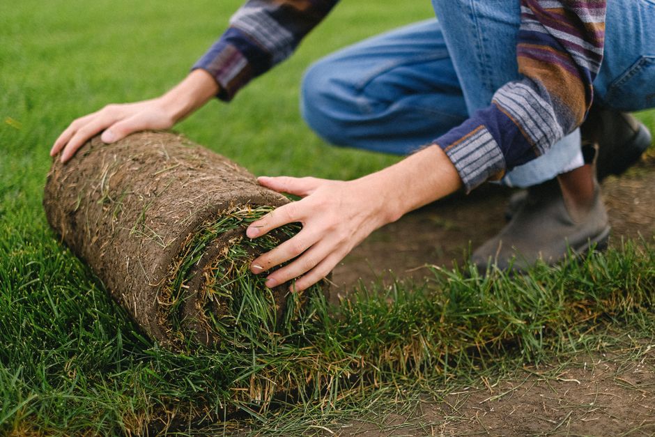 Landscaper rolling out sod turf in a Fresno backyard during professional sod installation