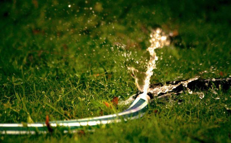 Drip irrigation line actively watering a green lawn in Fresno CA summer heat