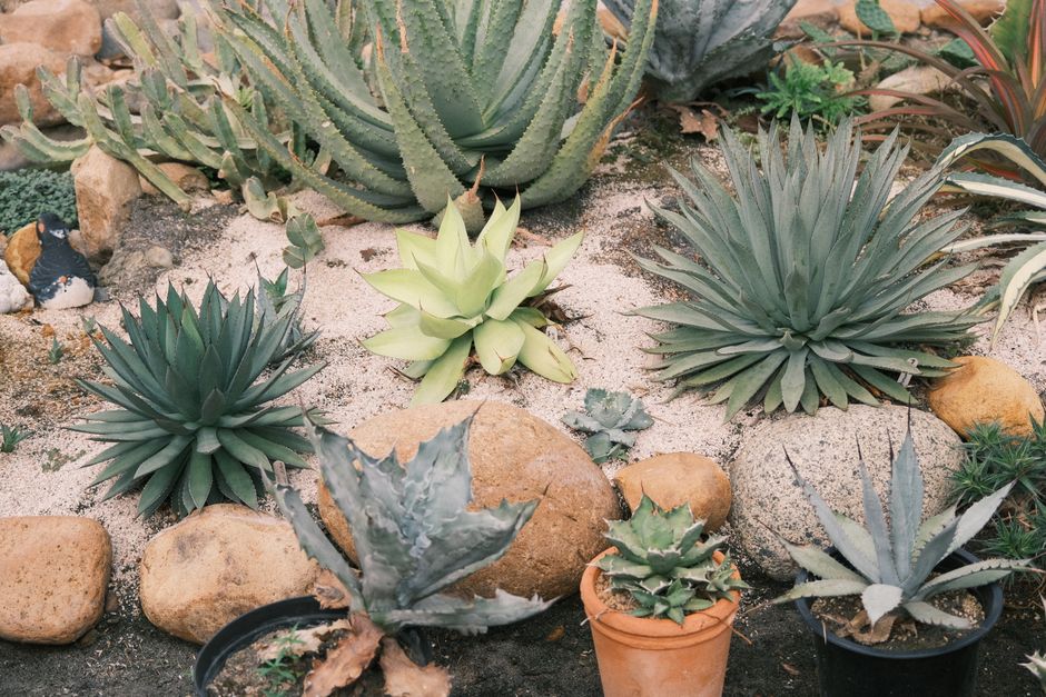 Drought-tolerant succulent and agave garden with rocks and sand, ideal for Madera County landscaping