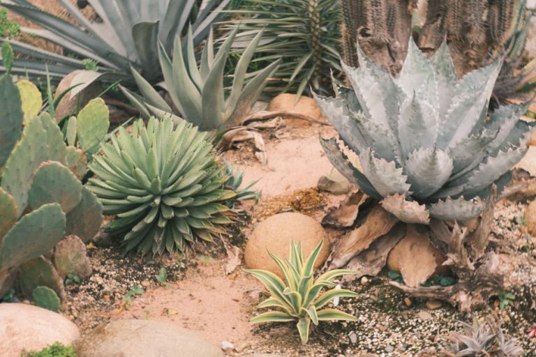 Drought-tolerant agave, cactus, and succulents in a Central Valley xeriscape yard in Clovis, CA