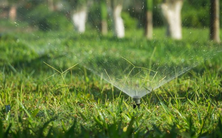 Sprinkler head watering a lush green lawn in Clovis CA — sprinkler repair and irrigation services by Longhorn Landscapes