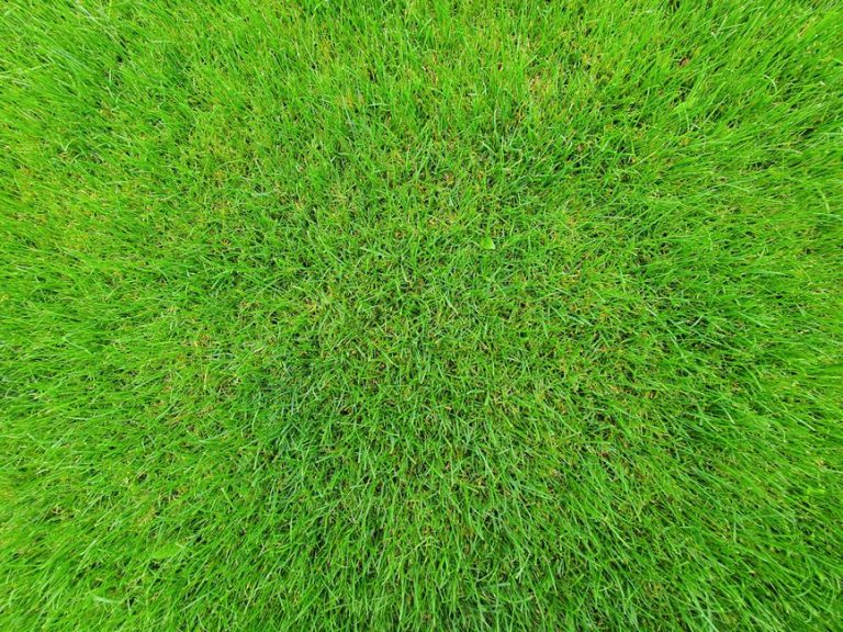 Lush green lawn in Fresno CA showing healthy grass ready for summer fertilization