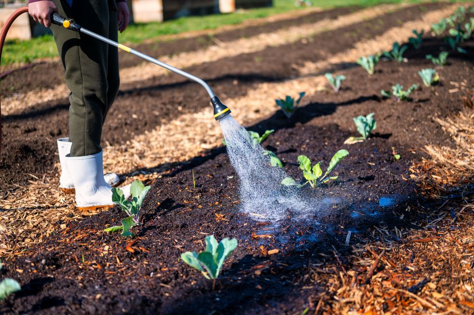 Gardener watering mulched garden beds with wood chip mulch in California dry season